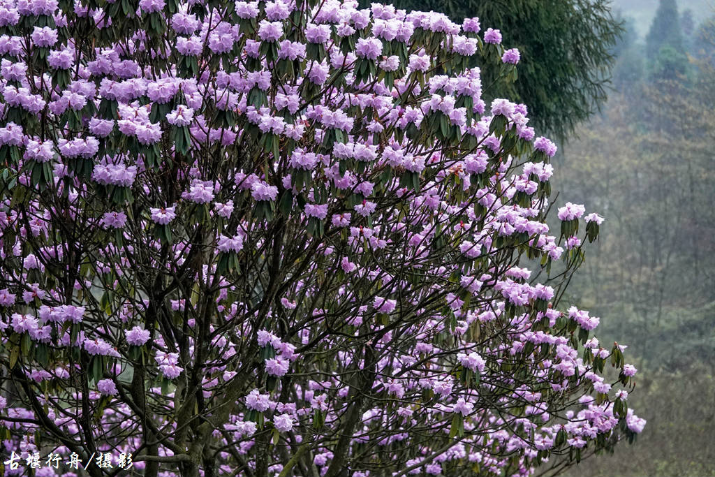 龙池杜鹃花印