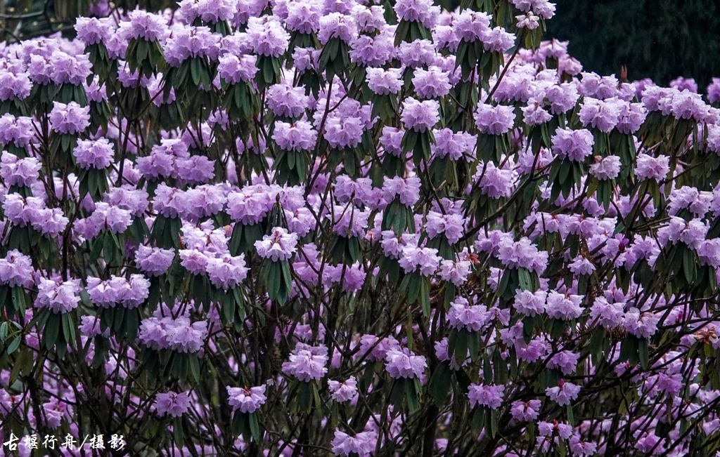 龙池杜鹃花印