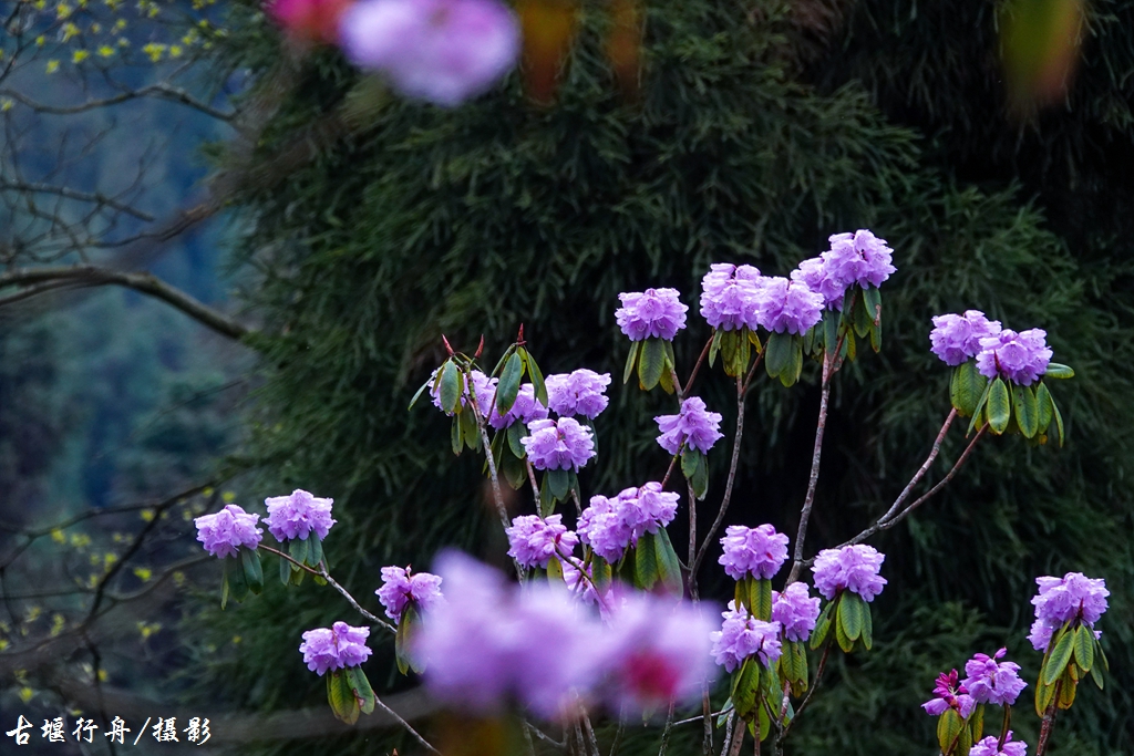 龙池杜鹃花印