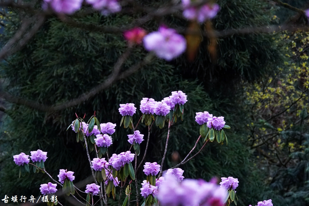 龙池杜鹃花印