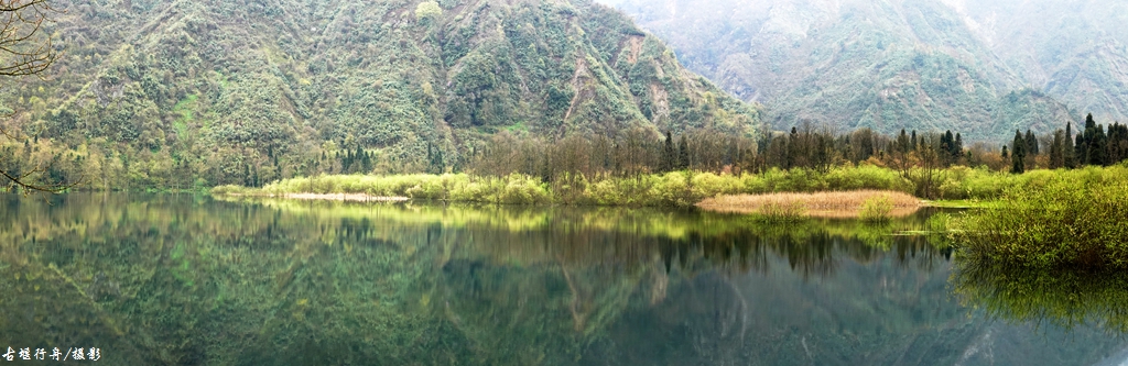 龙池杜鹃花印