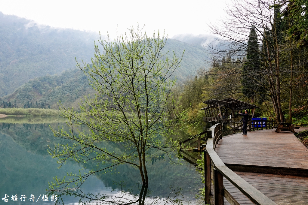 龙池杜鹃花印