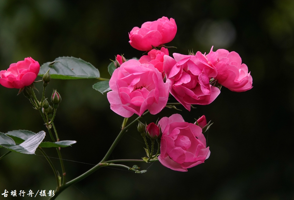 美丽的蔷薇花15.jpg