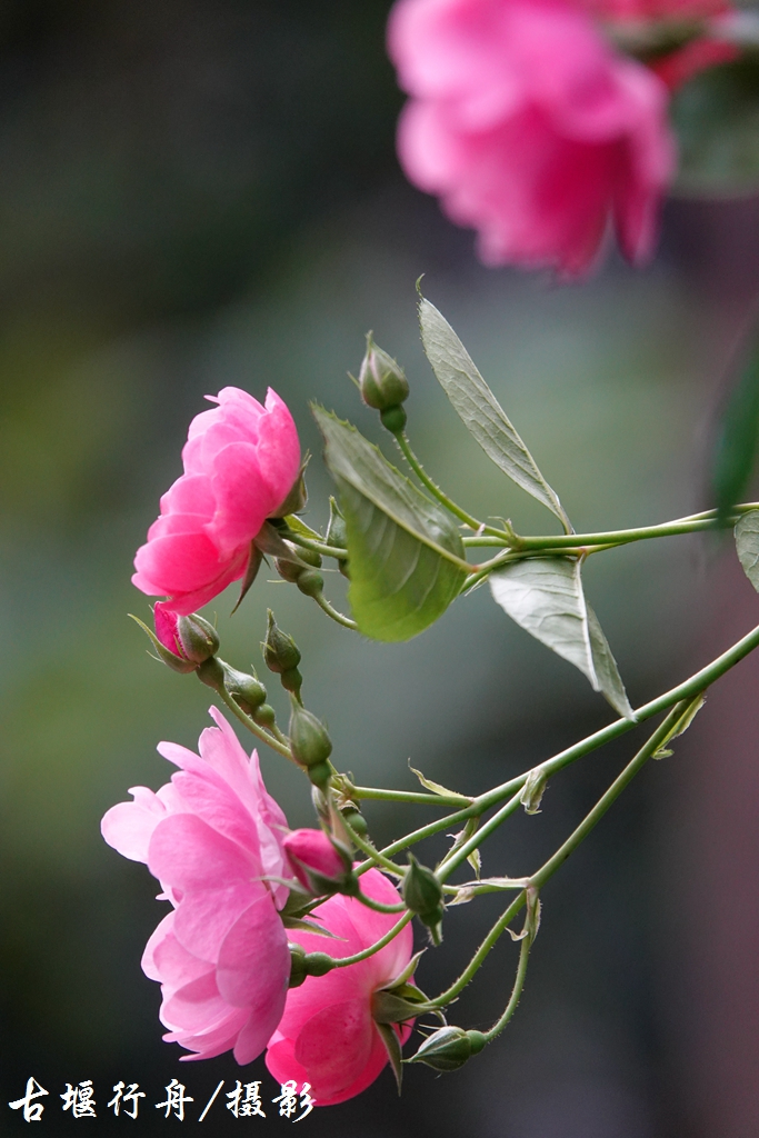 美丽的蔷薇花22.jpg