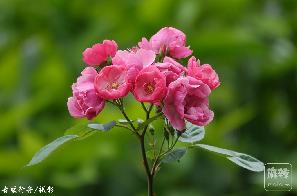 美丽的蔷薇花09.jpg