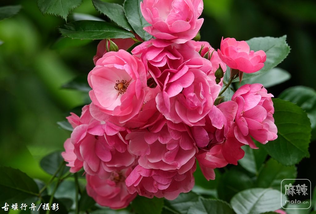 美丽的蔷薇花10.jpg