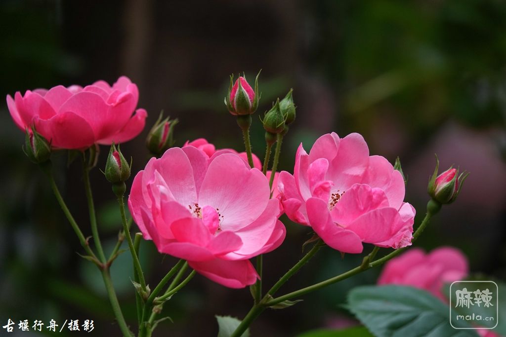 美丽的蔷薇花19.jpg
