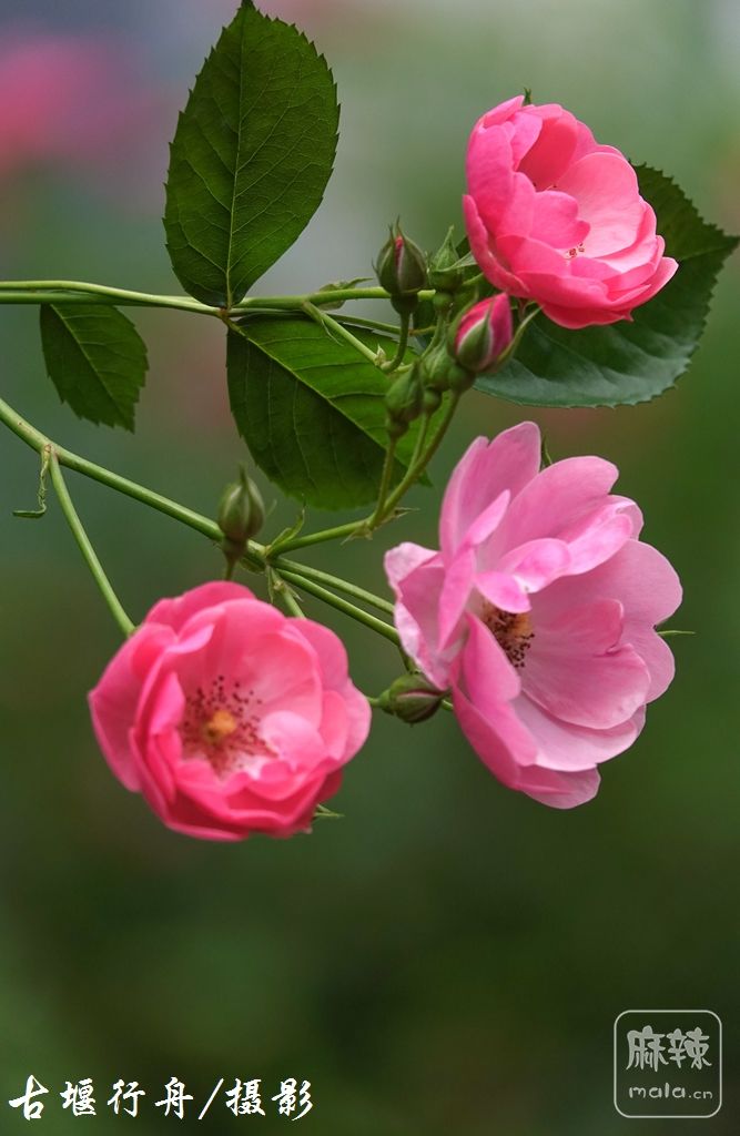 美丽的蔷薇花18.jpg