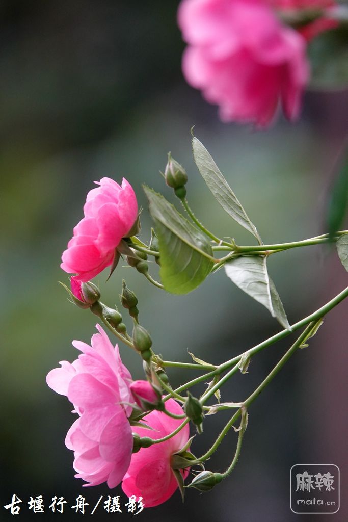 美丽的蔷薇花22.jpg