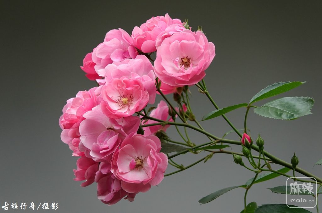 美丽的蔷薇花20.jpg
