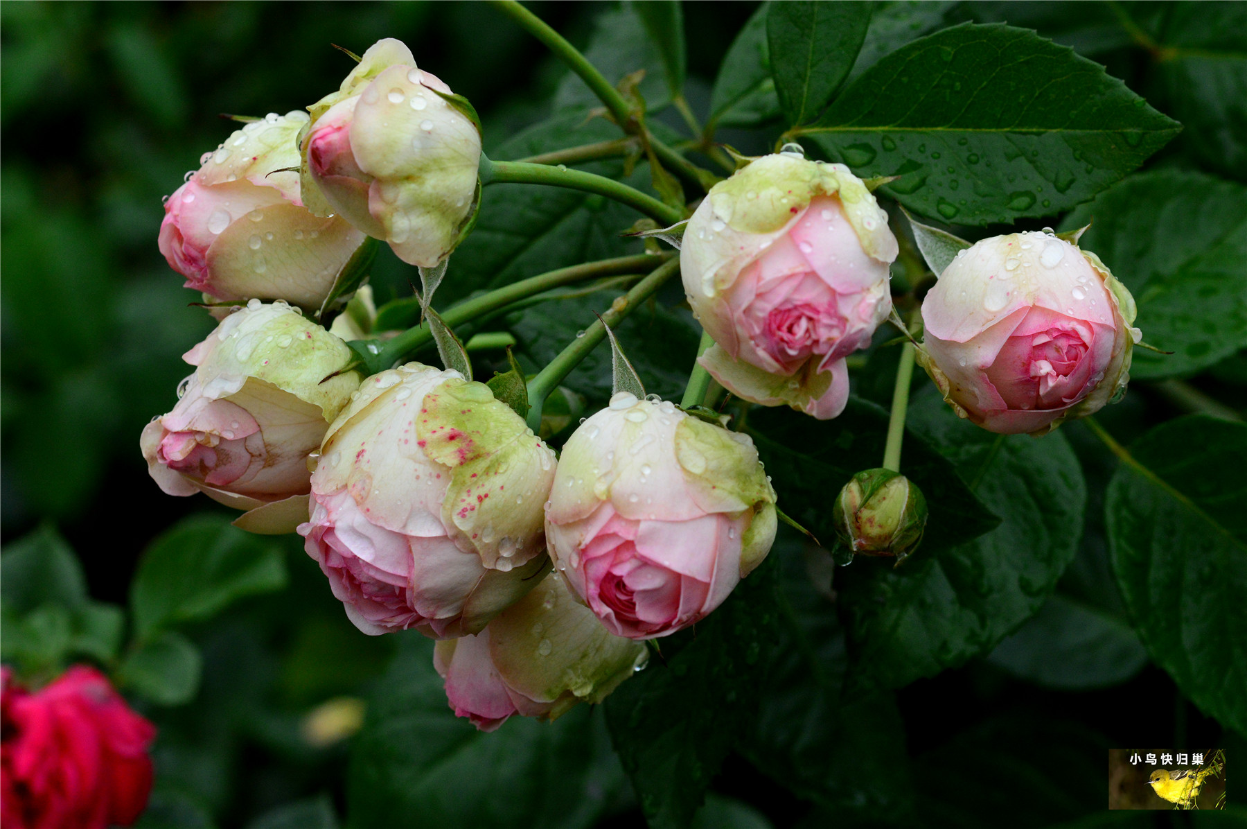 DSC_0082.JPG