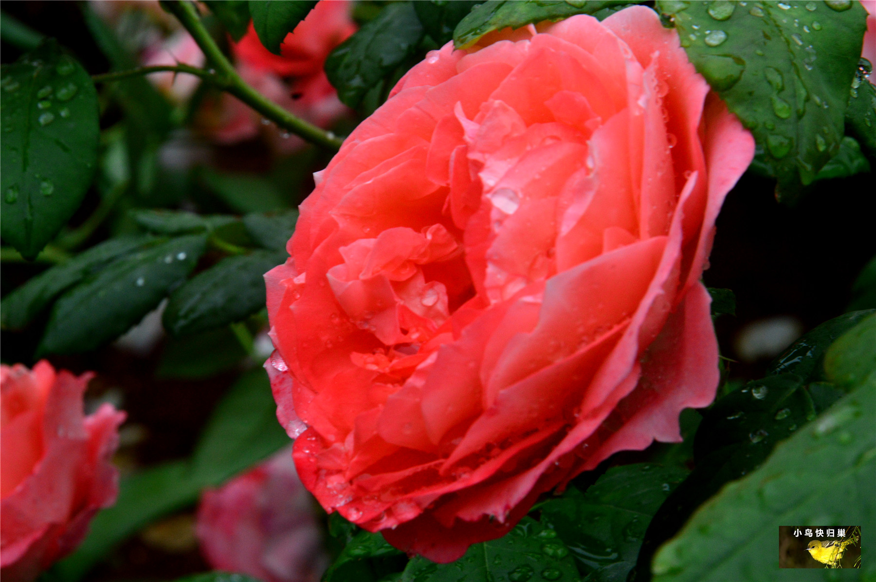DSC_0113.JPG