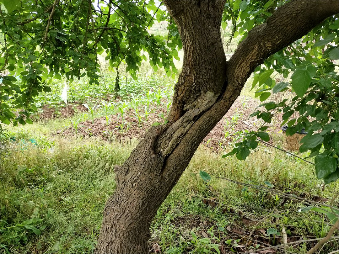 即将消失的老桑树影4月30拍摄的