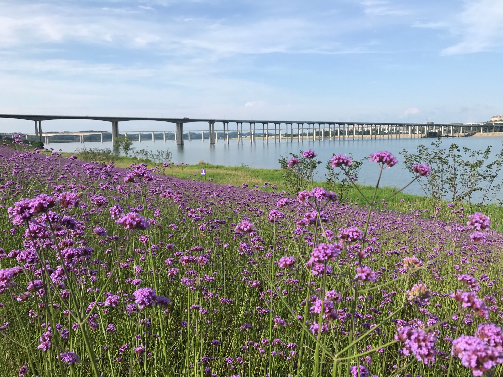 雙女石公園的馬鞭草花紫得惹人醉