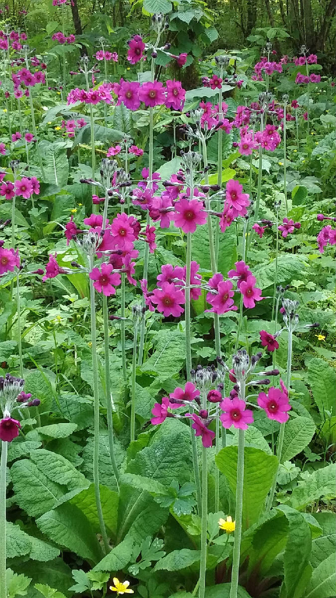 轉轉花又開了(圖片)