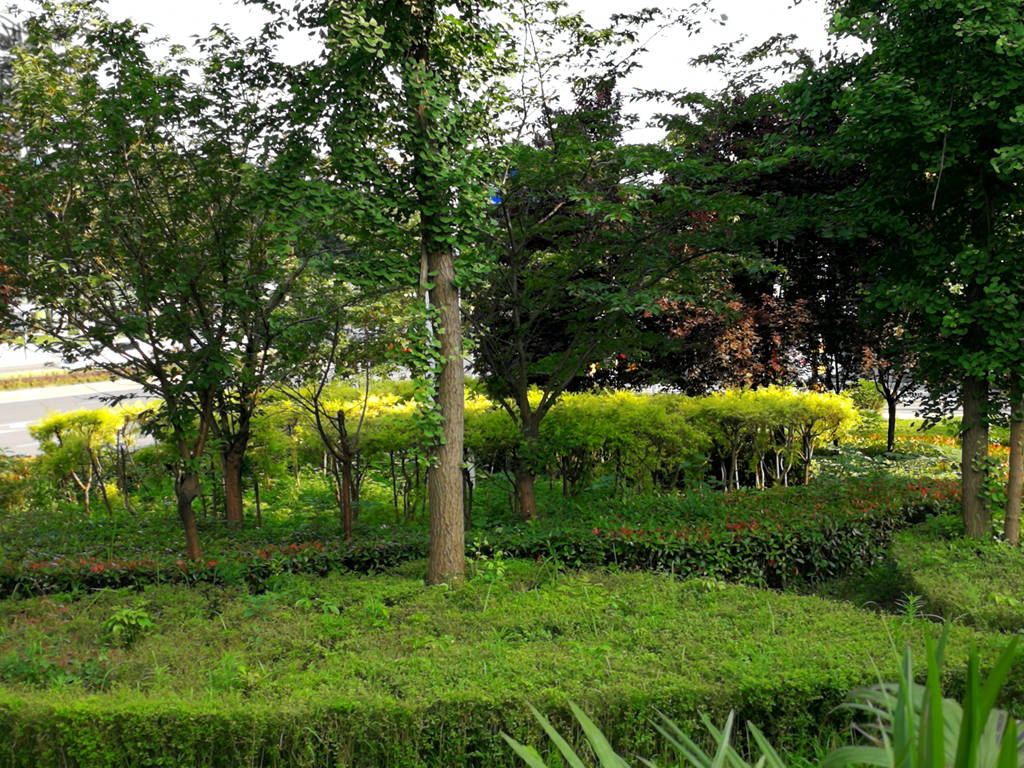 精致立体,嘉树葱茏,芳草萋萋,白塔大桥顺庆一侧的桥头袖珍花园真迷人!