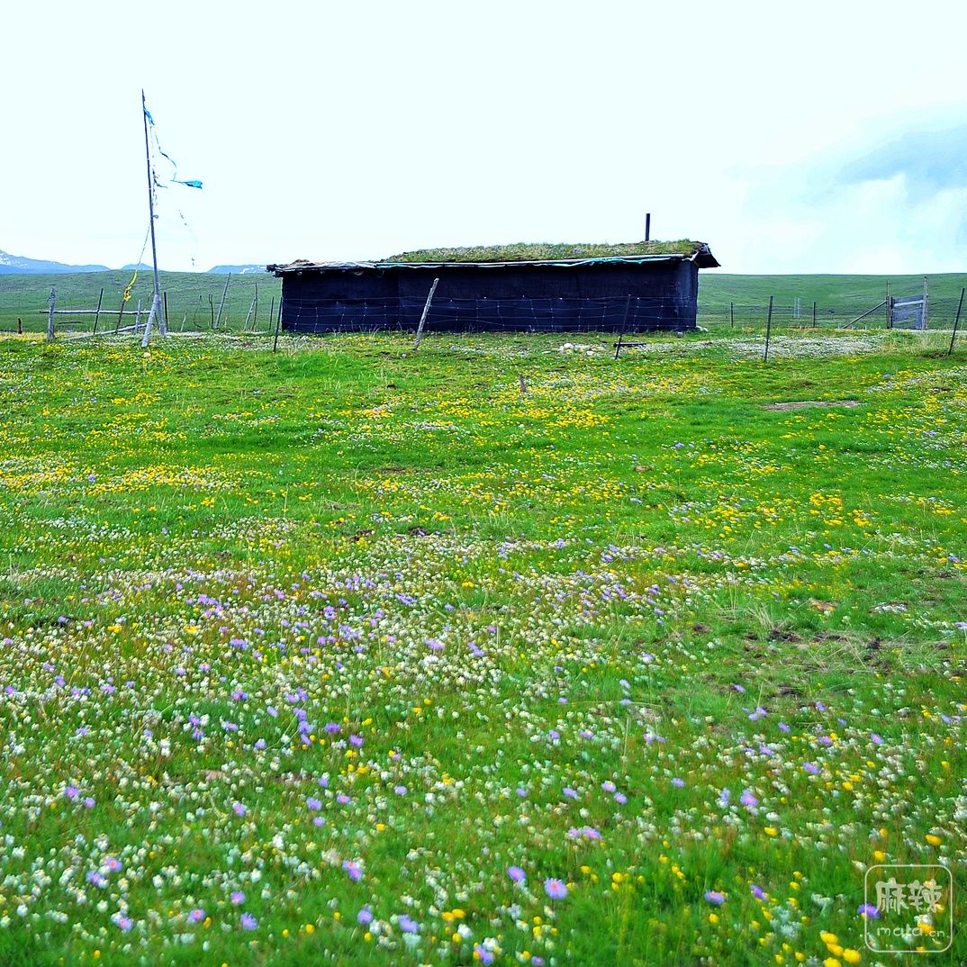 DSC_6300_-01.jpeg