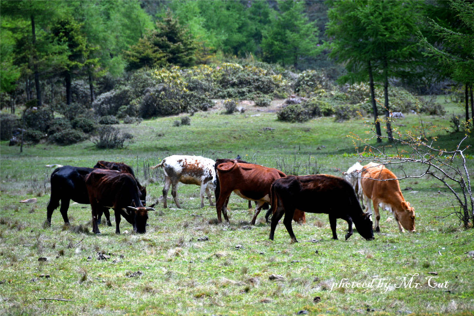 DSC_6603_副本.jpg