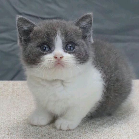 [家有宠物] 英短蓝白 八字脸 毛量大