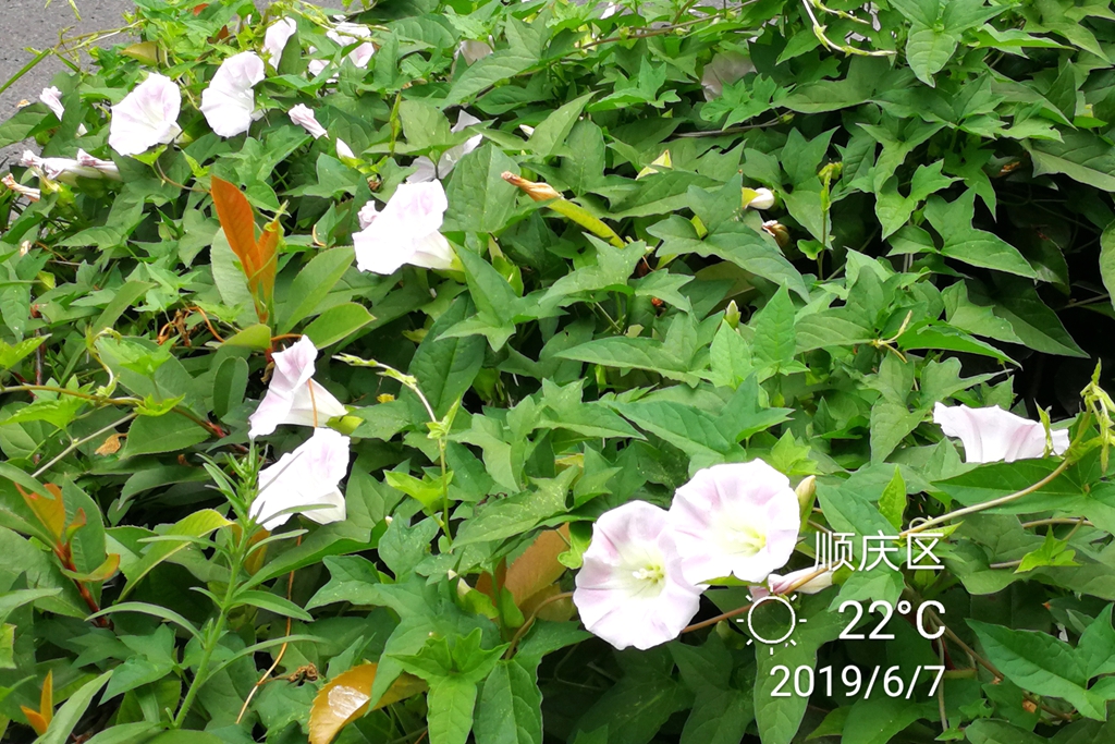 IMG_20190607_120402_副本_副本.jpg