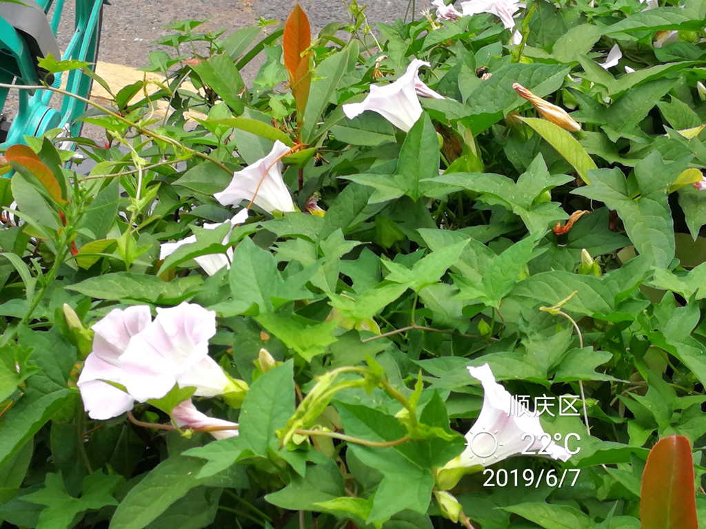 IMG_20190607_120458_副本_副本.jpg