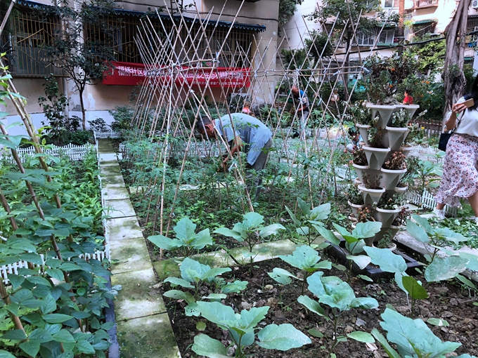 成都武侯有个小菜园 它把传统节气物候带到居民眼前