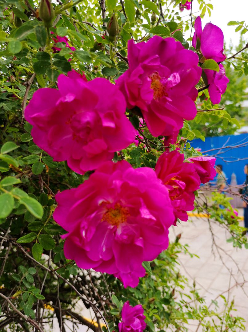 IMG_20190608_125334.jpg