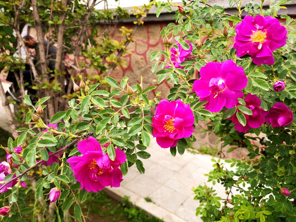 IMG_20190608_125253.jpg