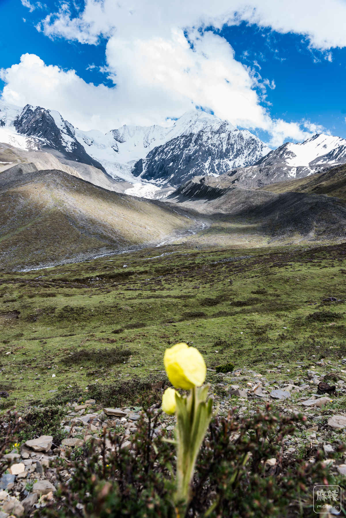 一片花海图片 雪山图片