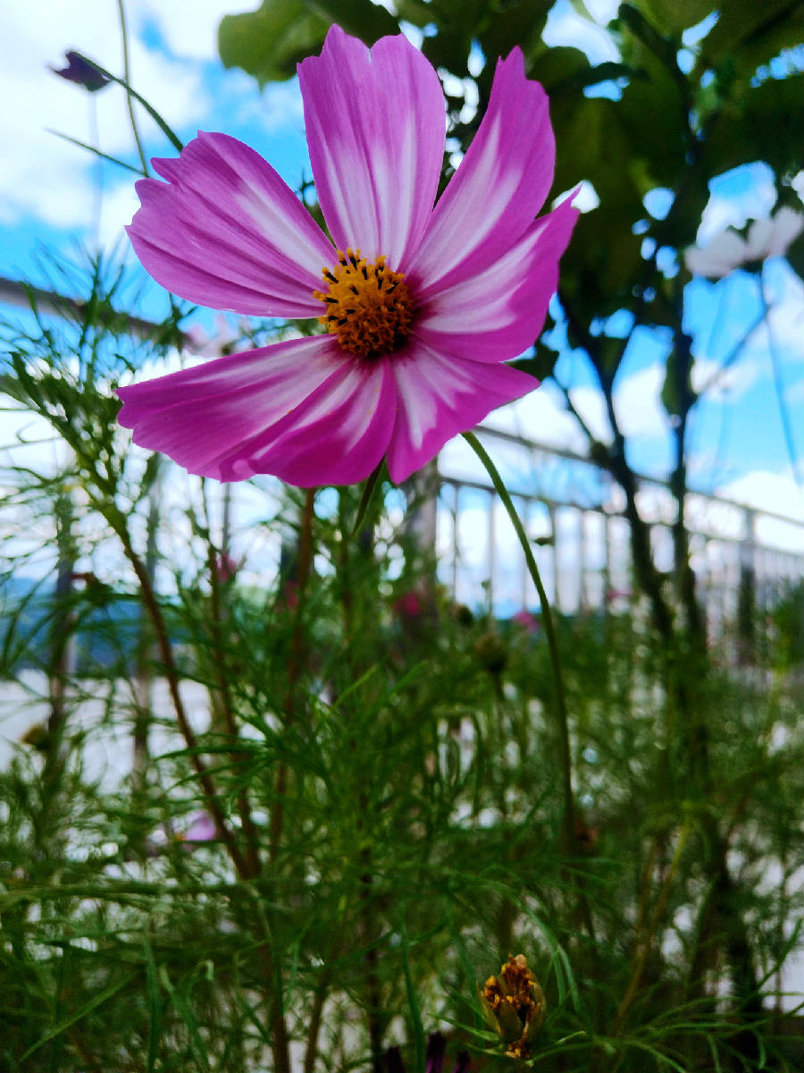 IMG_20190612_161610.jpg