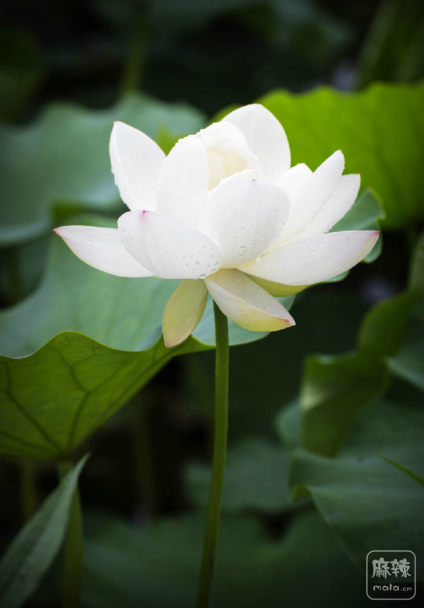 白荷花带露珠的图片图片