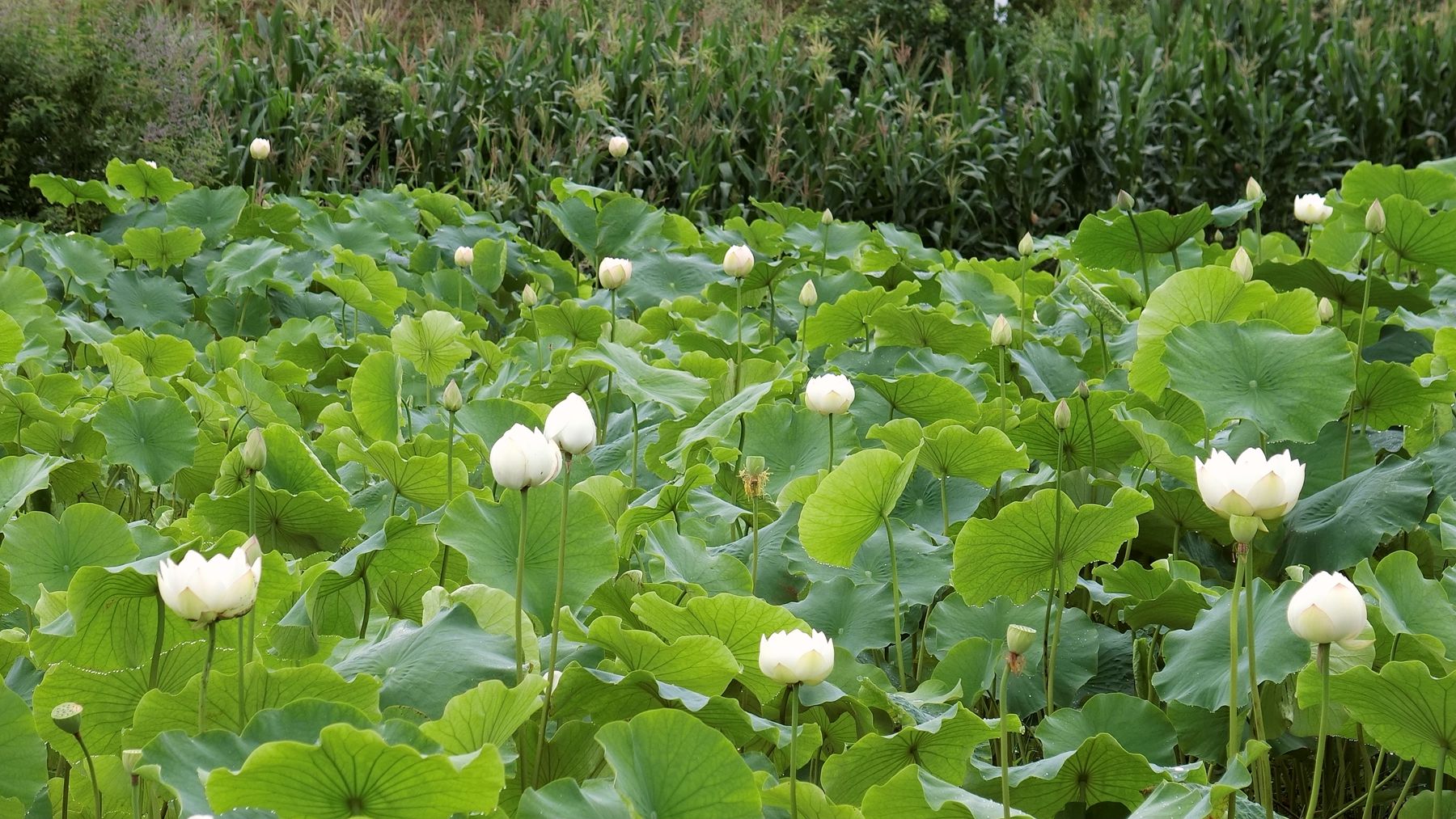 CIMG5927_副本.jpg