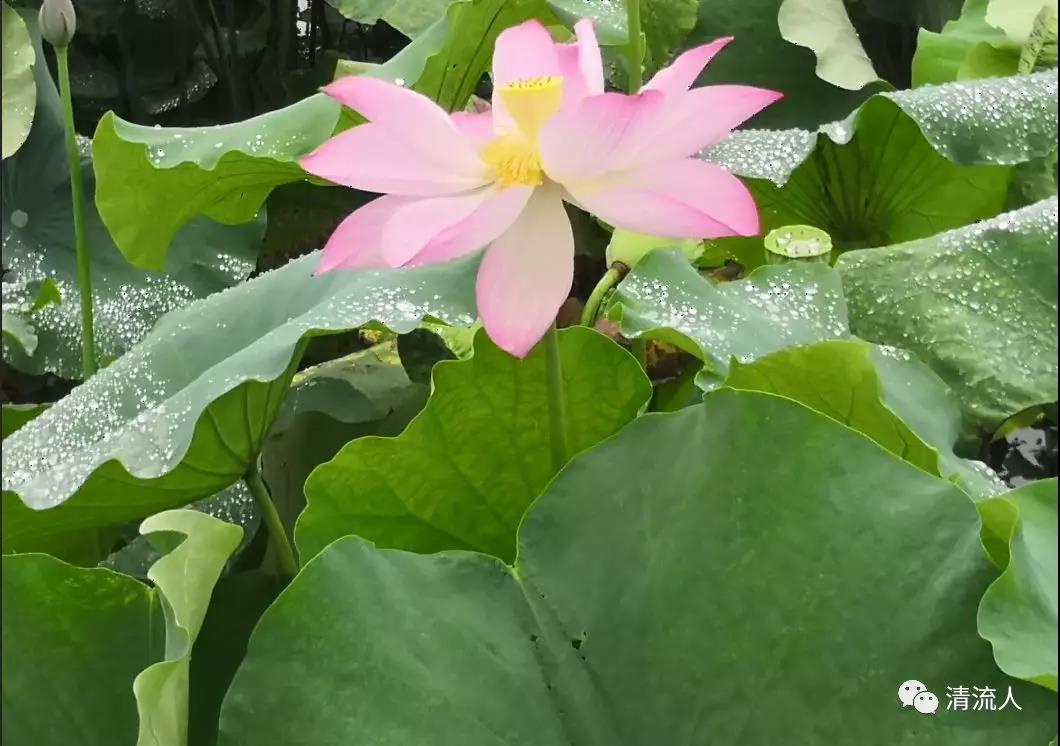 ΢ͼƬ_20190705094725.jpg