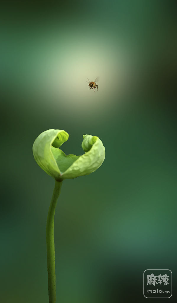 原创荷塘笑脸手机oppo