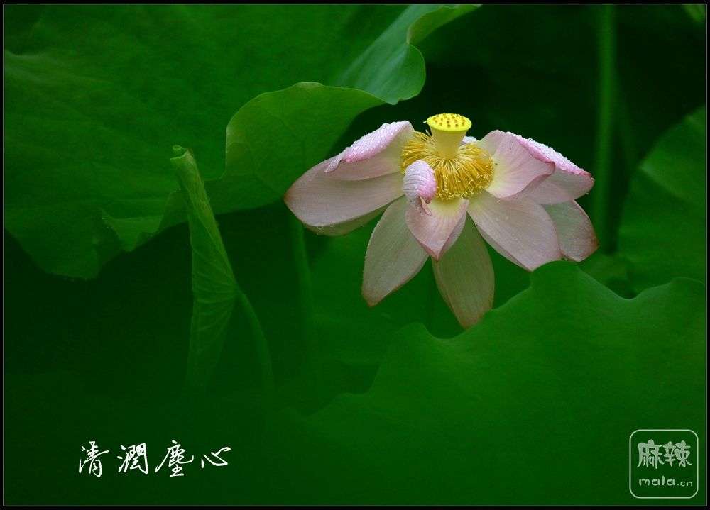 4D1A9317_副本.jpg