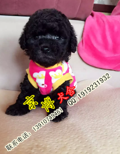 泰迪犬出售 茶杯泰迪价格 泰迪犬舍-成都宠物-麻辣社区