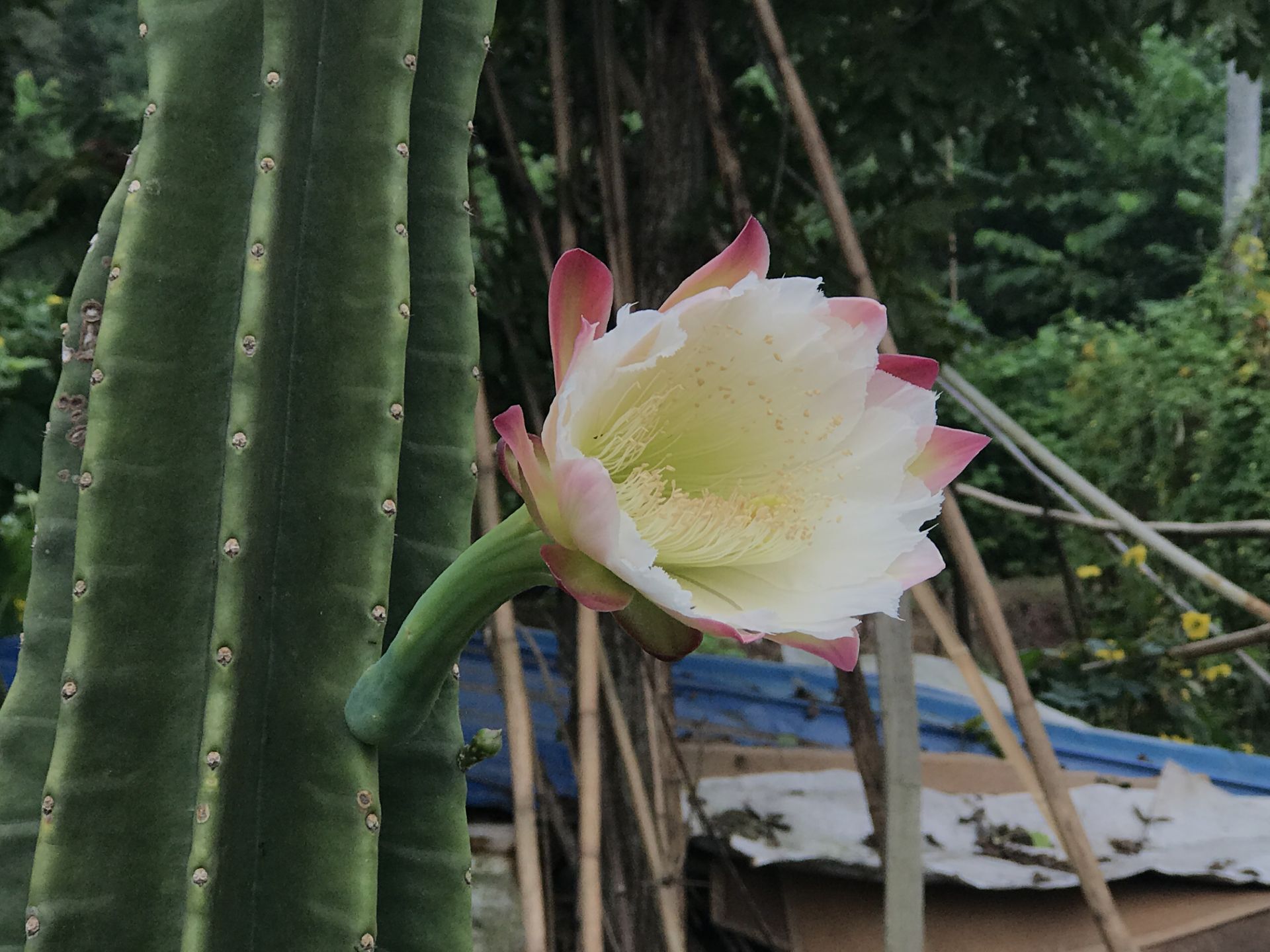 裸花柱仙人柱开花图图片