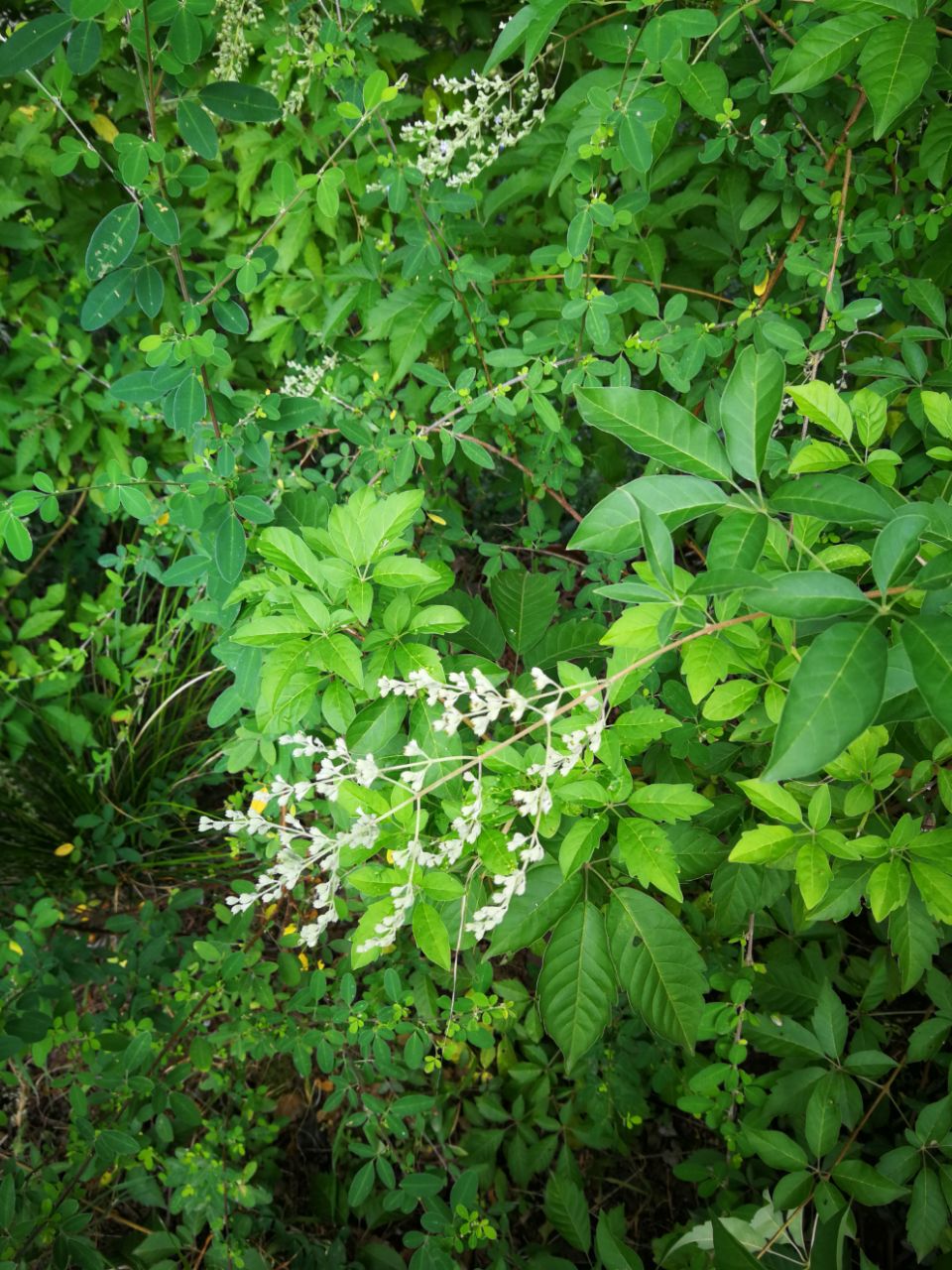 黄荆条