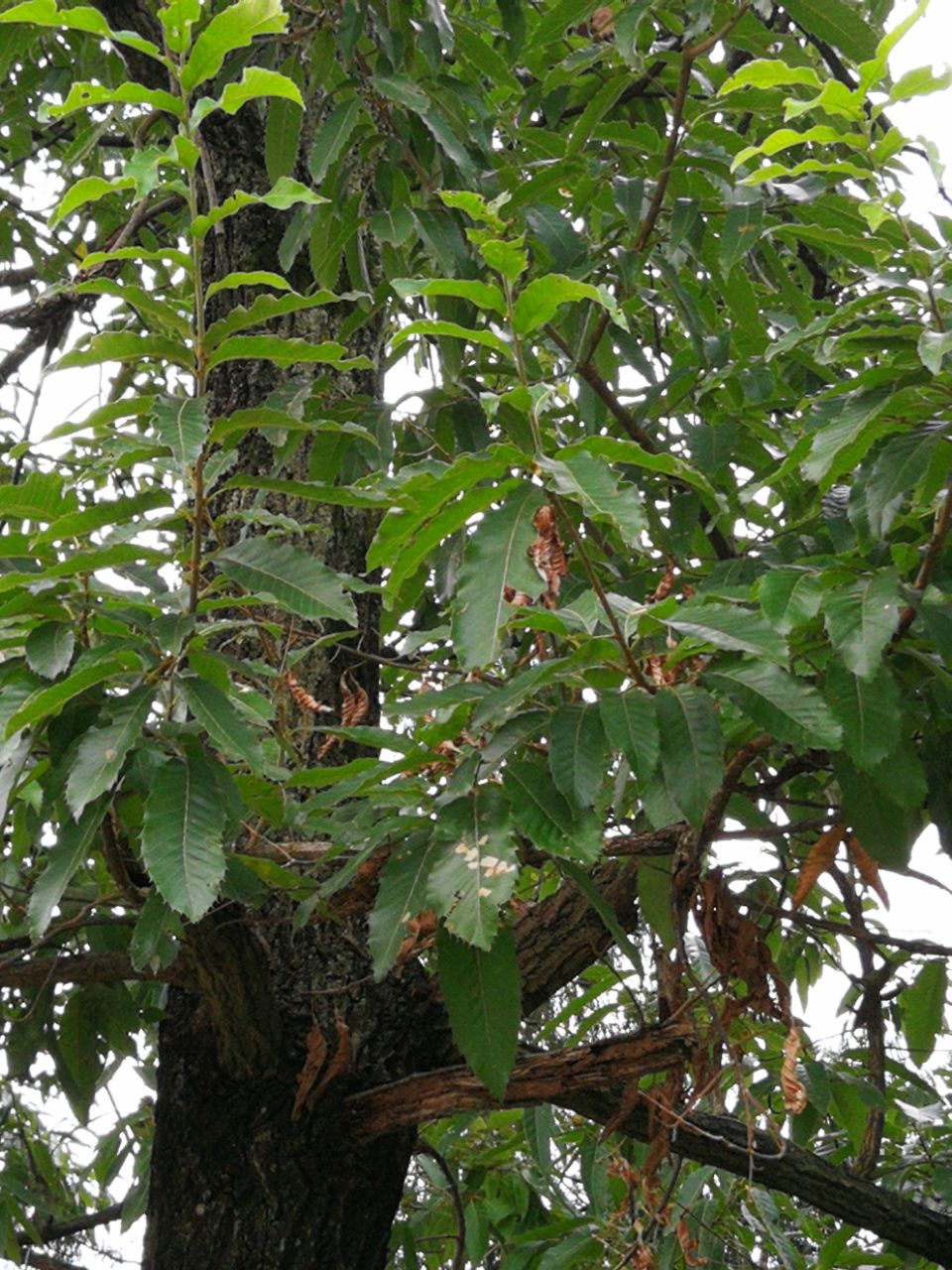 秧青树图片图片