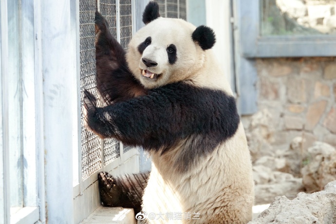 熊猫界的网红 萌兰小滚滚