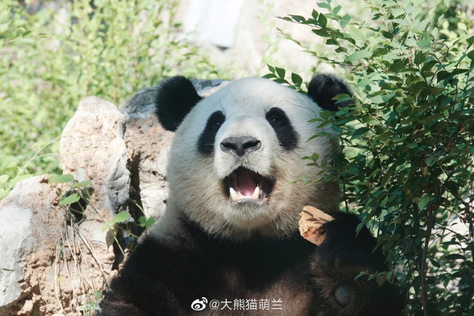 熊猫界的网红 萌兰小滚滚