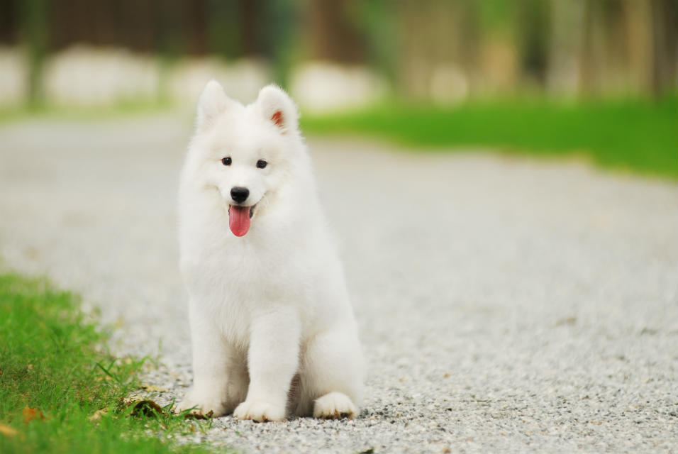 精品萨摩耶犬价格   我们的售后保障    1出售的狗狗在三个月内有任何