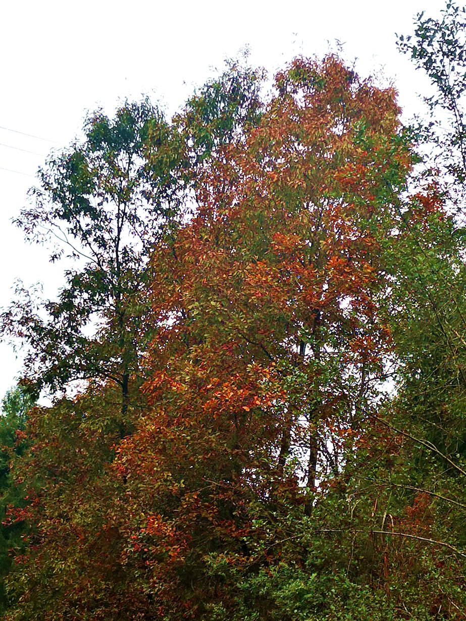 IMG_20191127_114704.jpg