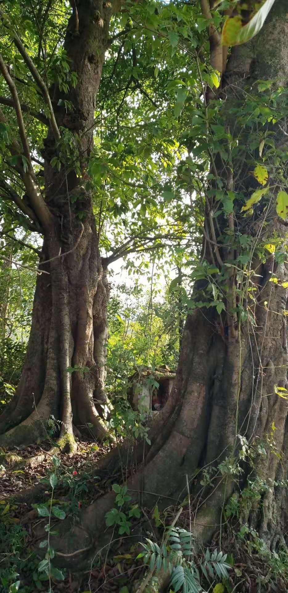 金丝吊葫芦风水宝地图片