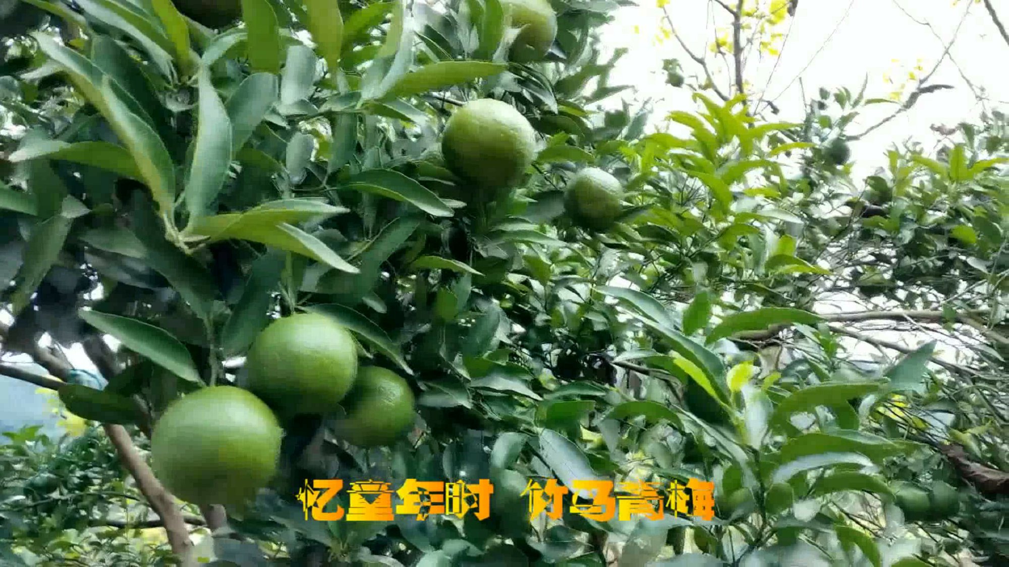 ׯѧ ֻܻζ1_Moment.jpg