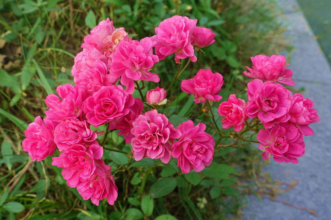 DSC07356.JPG