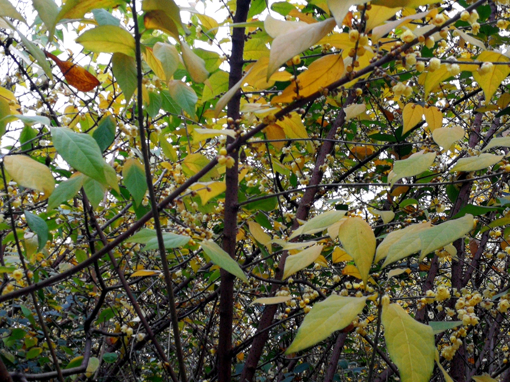 寒冬臘月果山公園梅花園的臘梅怒放給老頭老太送福利醉美銀髮一族