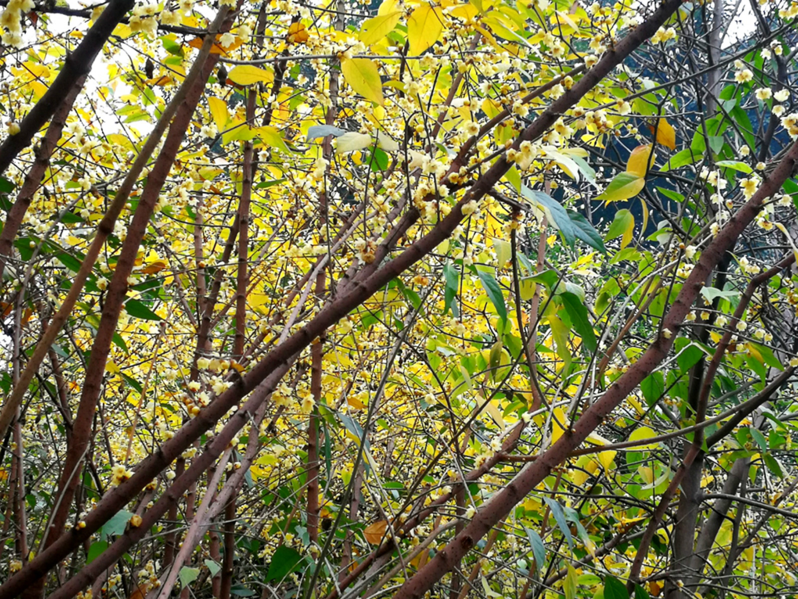 寒冬臘月果山公園梅花園的臘梅怒放給老頭老太送福利醉美銀髮一族