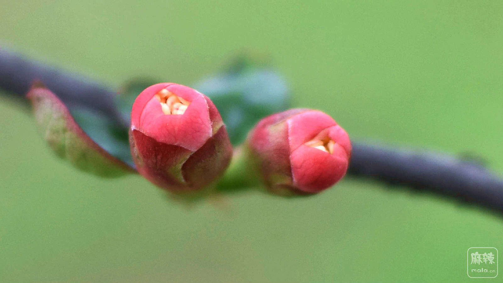 DSC_2132_副本.jpg
