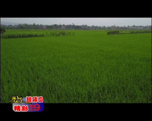mmexport1578052473627.gif